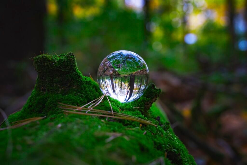 nature, forest, moss-6761843.jpg